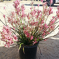 V and B Nursery, Ontario, CA - Wholesale Trees, Plants and Shrubs