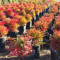 V and B Nursery, Ontario, CA - Wholesale Trees, Plants and Shrubs