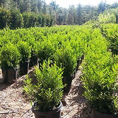 V and B Nursery, Ontario, CA - Wholesale Trees, Plants and Shrubs