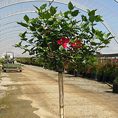 V and B Nursery, Ontario, CA - Wholesale Trees, Plants and Shrubs