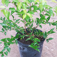 V and B Nursery, Ontario, CA - Wholesale Trees, Plants and Shrubs