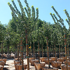 V and B Nursery, Ontario, CA - Wholesale Trees, Plants and Shrubs