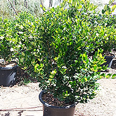 V and B Nursery, Ontario, CA - Wholesale Trees, Plants and Shrubs