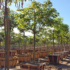 V and B Nursery, Ontario, CA - Wholesale Trees, Plants and Shrubs