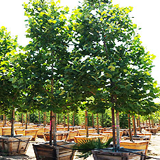 V and B Nursery, Ontario, CA - Wholesale Trees, Plants and Shrubs