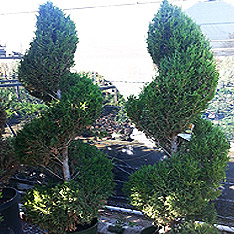 V and B Nursery, Ontario, CA - Wholesale Trees, Plants and Shrubs